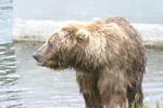 Bear Viewing Kodiak Island Alaska